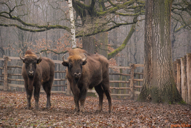 Miskolc Zoo