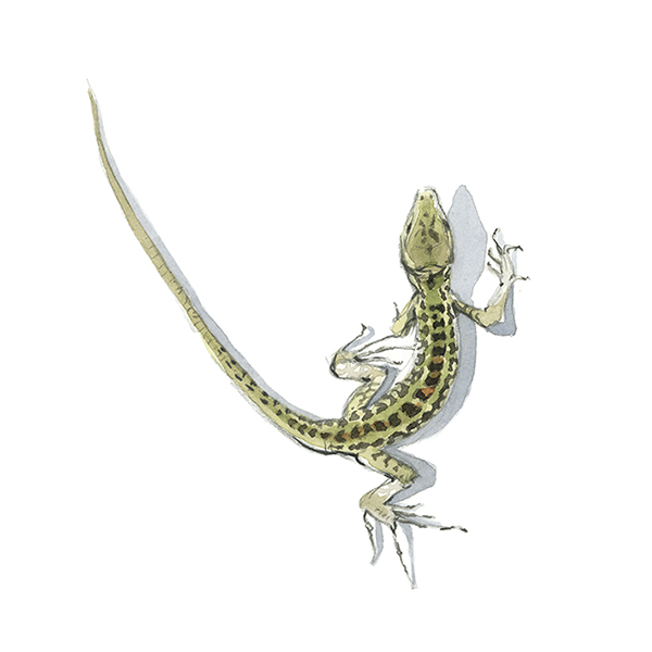 lizard vector sketch 8918413 Vector Art at Vecteezy