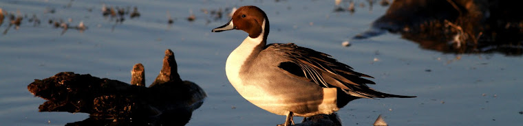 Northern Pintail