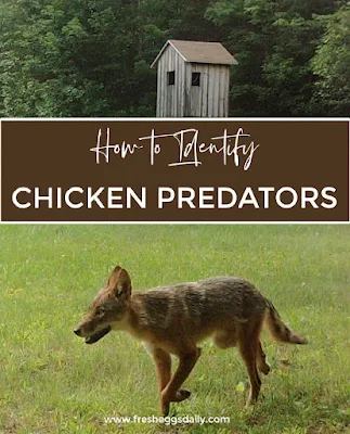 how to identify common chicken predators