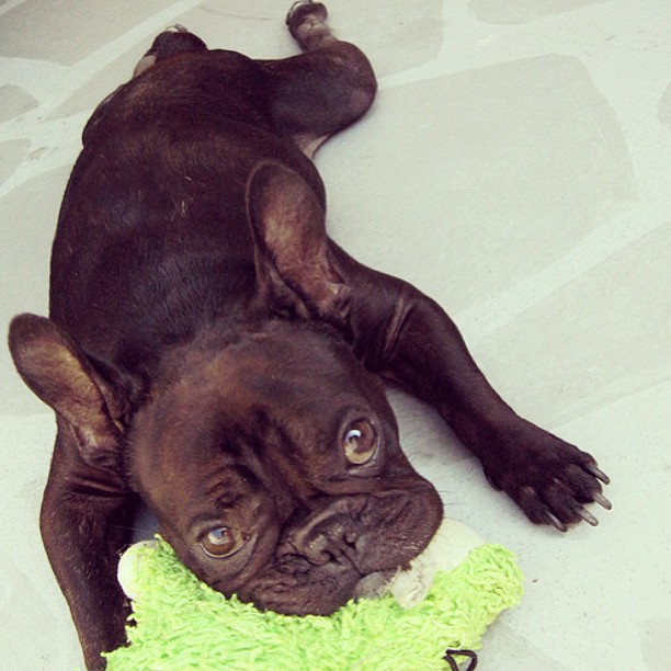 frenchie with toy