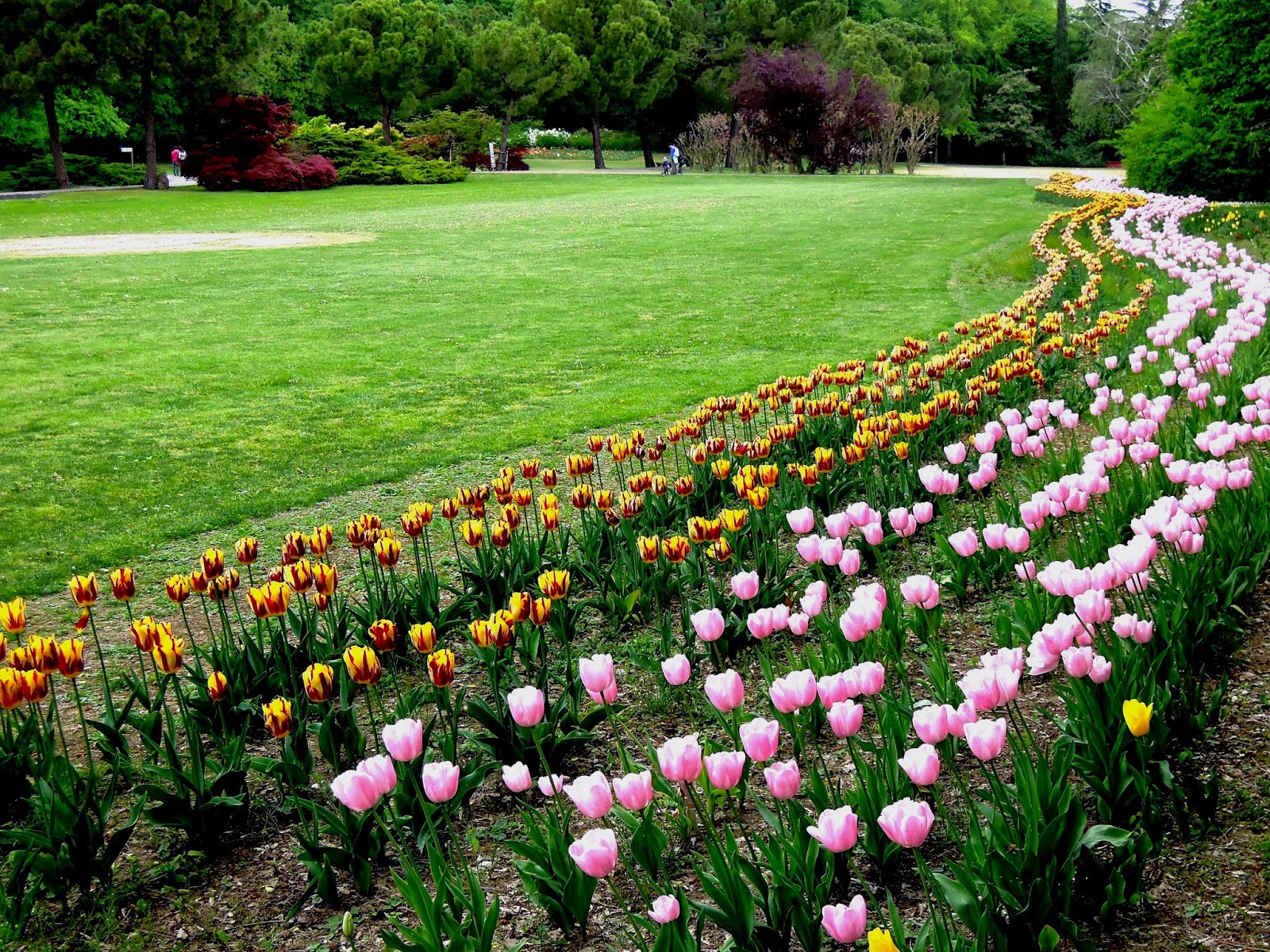 Tulipanomania al Parco Sigurtà