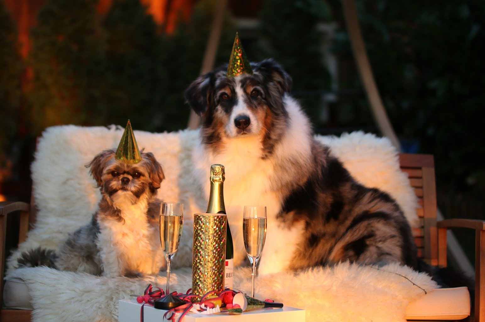 Reasons To Throw Your Dog A Birthday Party