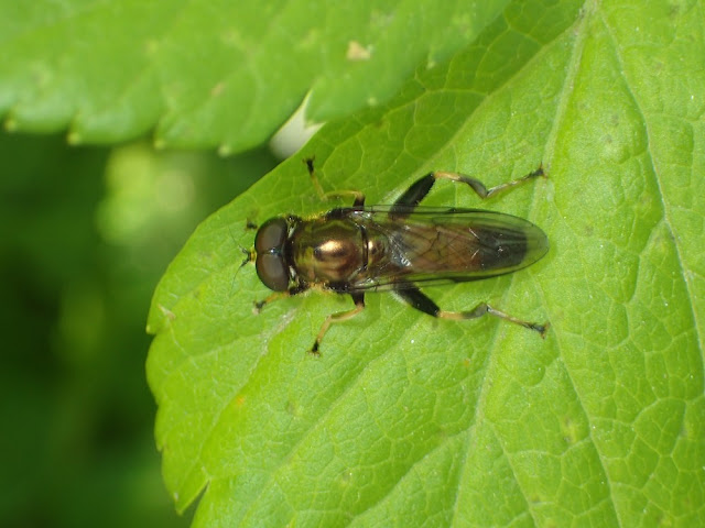 Xylota segnis Xylota segnis