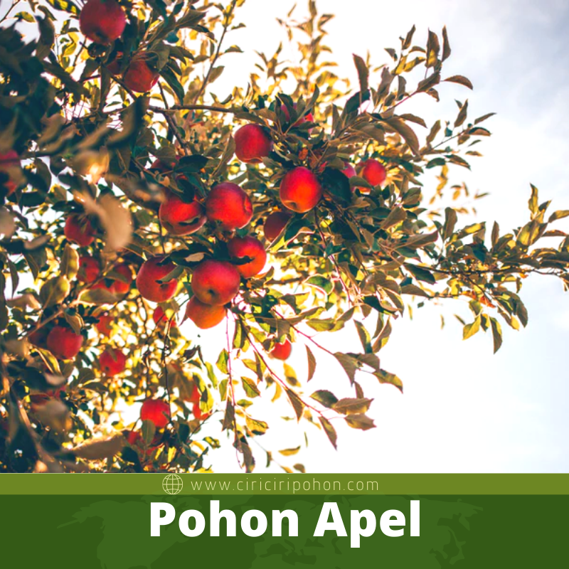 Pohon Apel