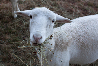 In certain areas of Kenya, the Horn of Africa and North Africa, sheep are an important source of meat and milk.