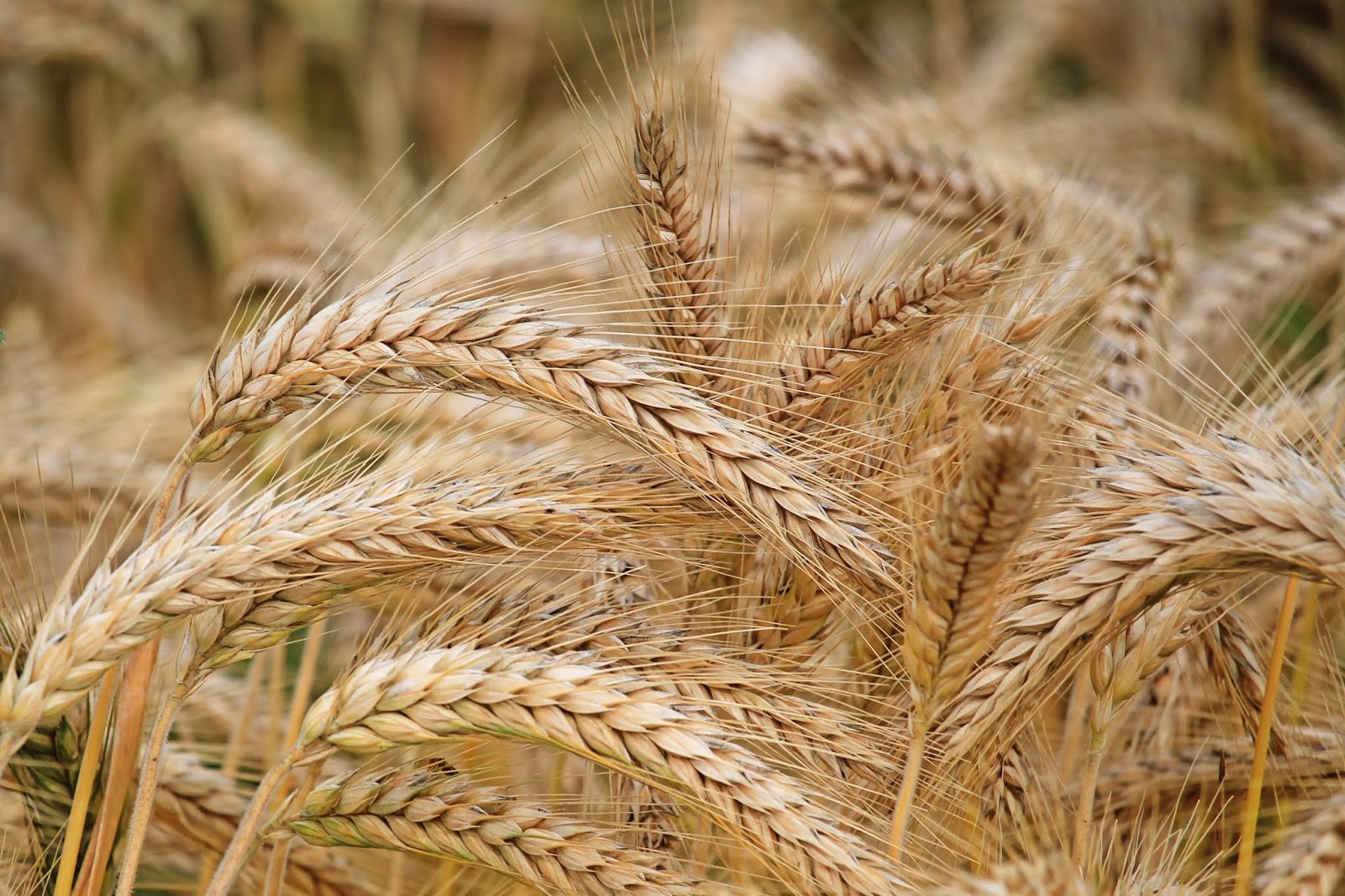 Strengthen Your Hair with Hydrolyzed Wheat Protein