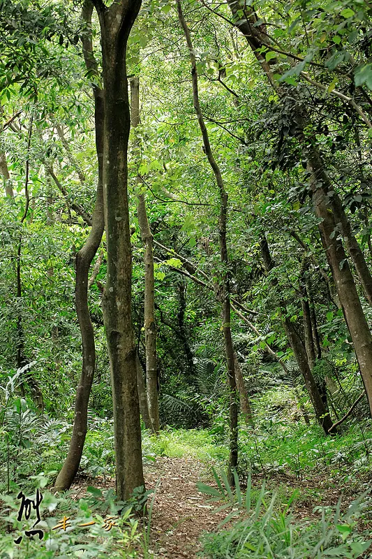 鳥瞰桃園盆地景點|五十份山登山步道