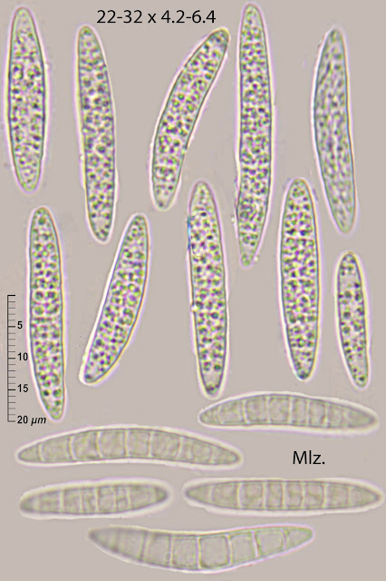 Durella connivens