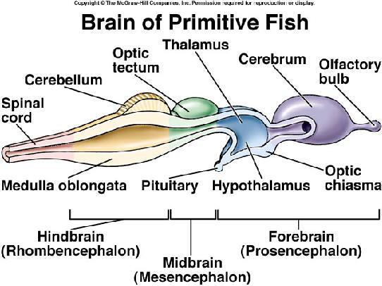Brain fishing