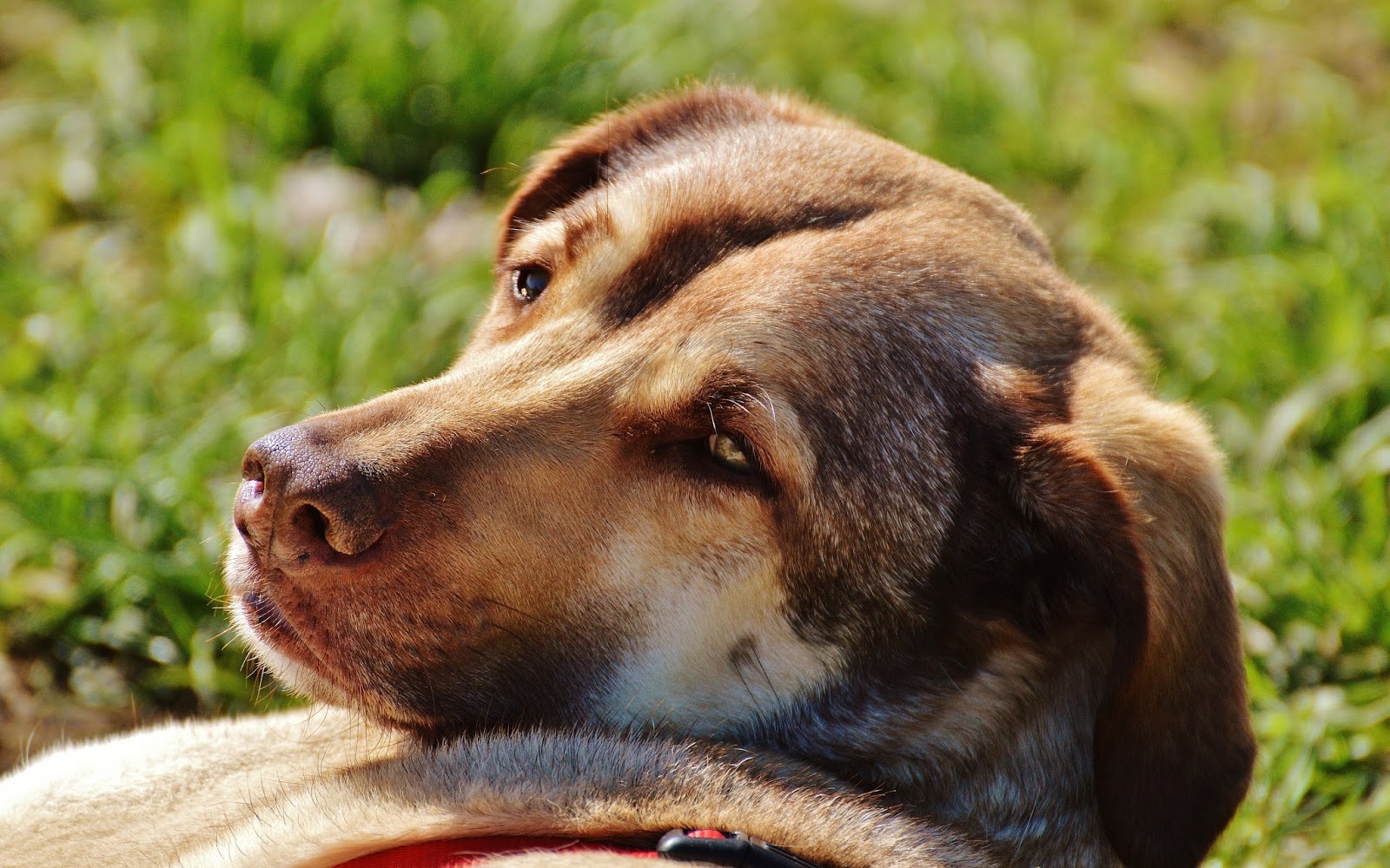 4K Sevimli köpek duvar kağıdı