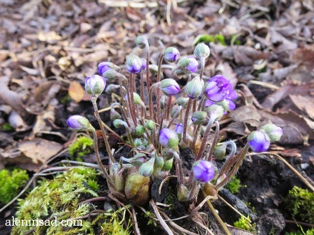 Hepatica nobilis, печеночница, благородная, перелеска, сиреневые цветы, весенние цветы, анемоны, трехлопастные листья, цветы печеночницы, аленин сад, бутоны