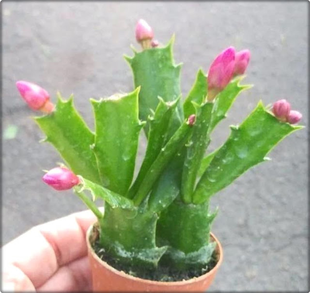 Why are my Christmas Cactus Flower Buds Falling?