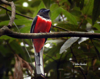 Malabar Trogon