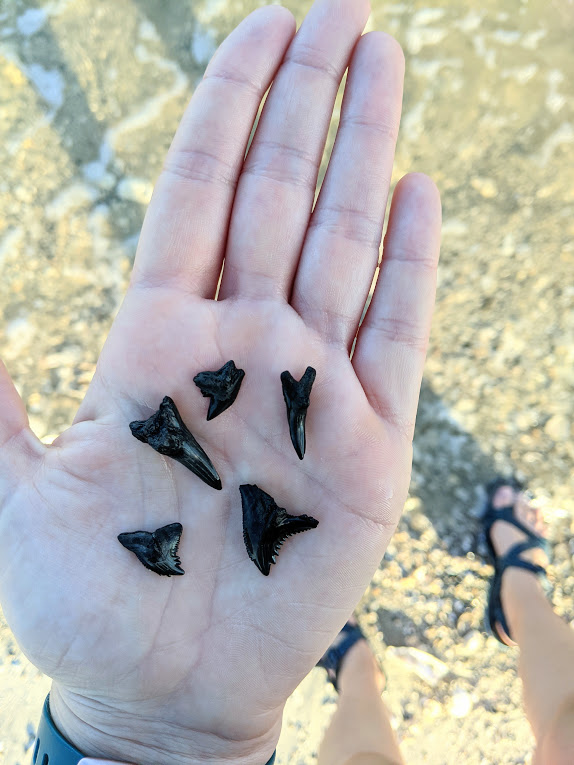 Where to find shark teeth near Charleston — Suz Marks the Spot