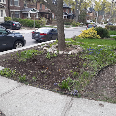 Toronto Roncesvalles shade garden installation before by Paul Jung Gardening Services--a Small Toronto Gardening Company