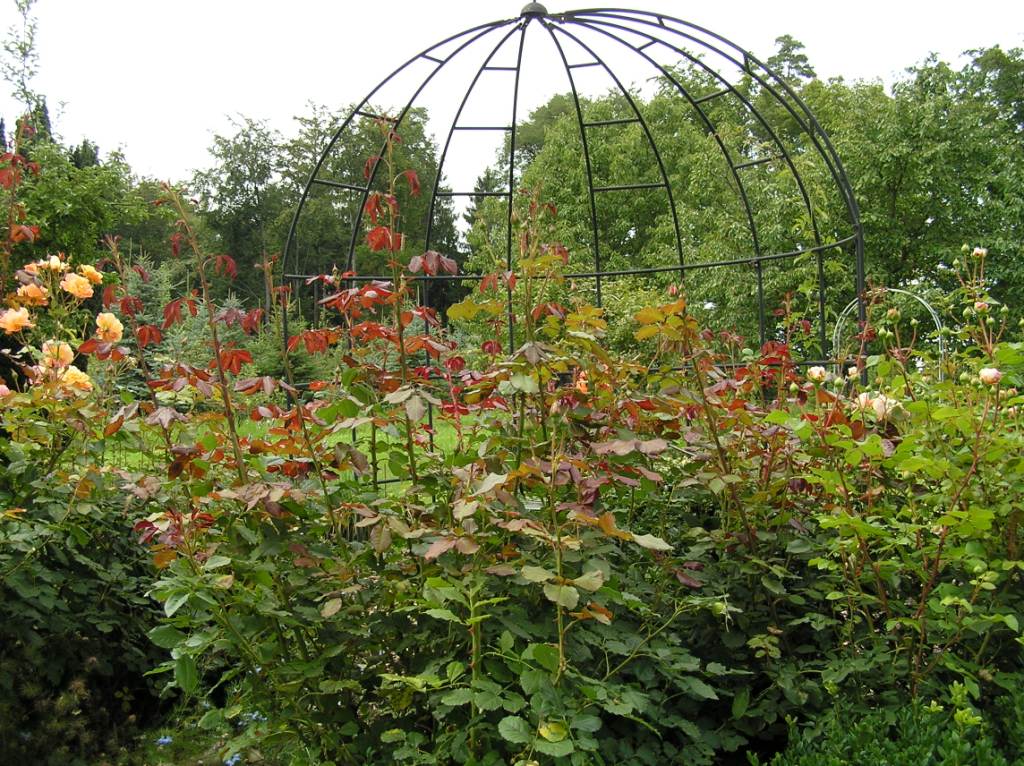 TeacupInTheGarden Gastblogger Susanne Der Garten