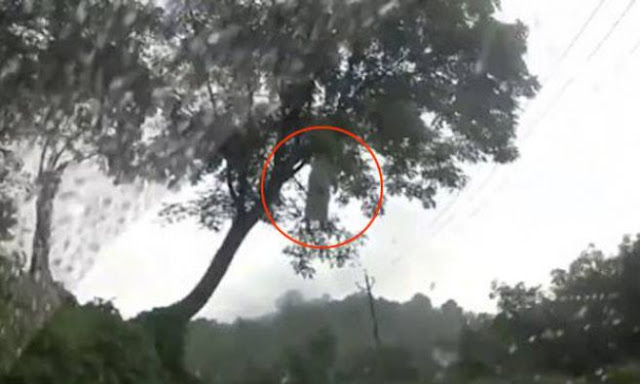Penampakan Seram Kuntilanak Di Pohon Penampakan Seram Kuntilanak Di Pohon