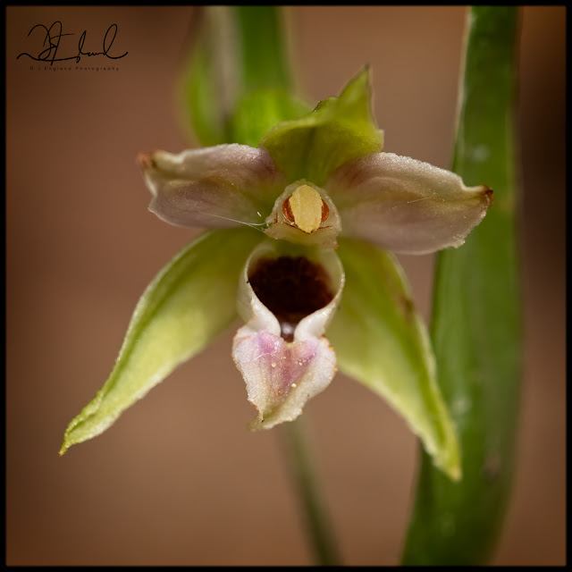 Helleborine Orchid Flower