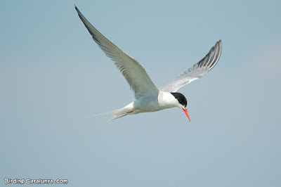 Xatrac comú (Sterna hirundo)