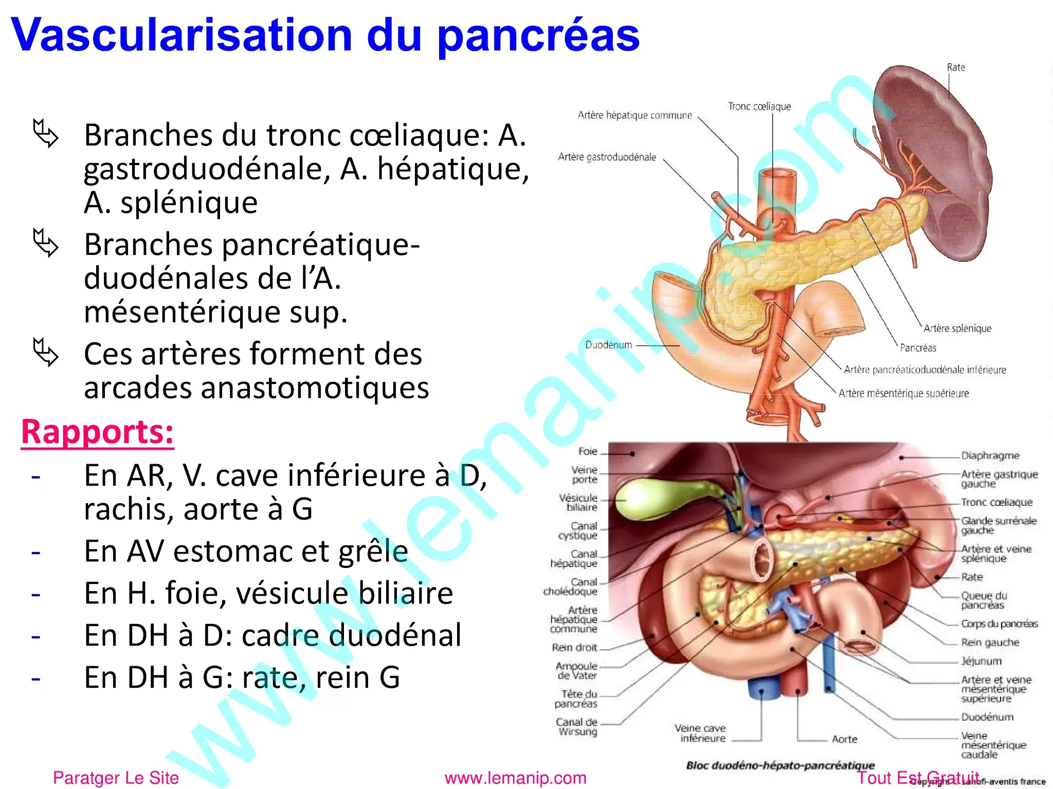Vascularisation du pancréas