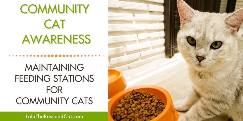 Maintaining Feeding Stations for Community Cats Lola The Rescued Cat