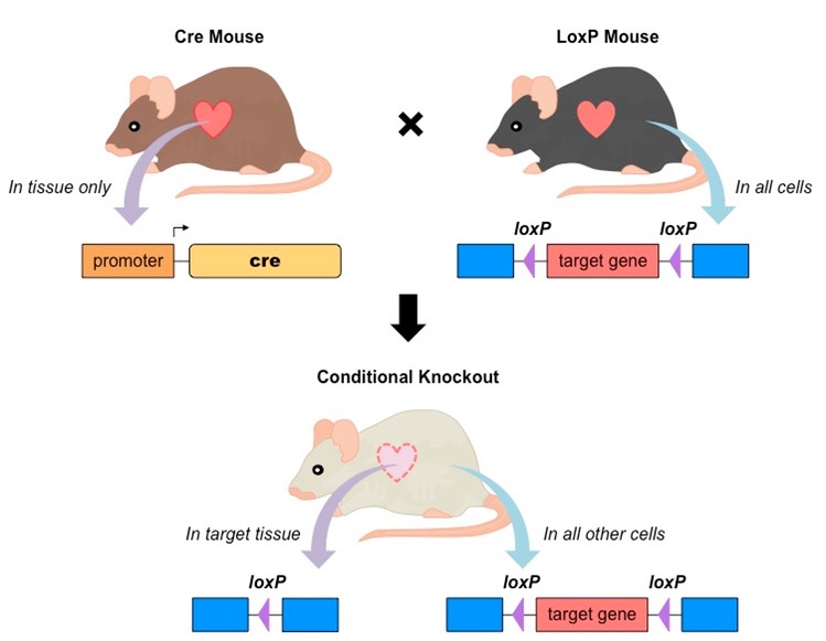 Mice cells. Мышь в нокауте. Нокаут генов. Мыши с нокаутом Гена. Метод нокаута генов.