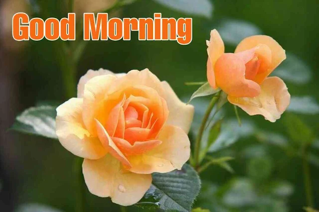 Good morning images with rose flower