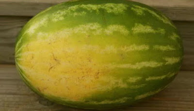 लाल और मीठा तरबूज  कैसे खरीदे how to buy sweet watermelon