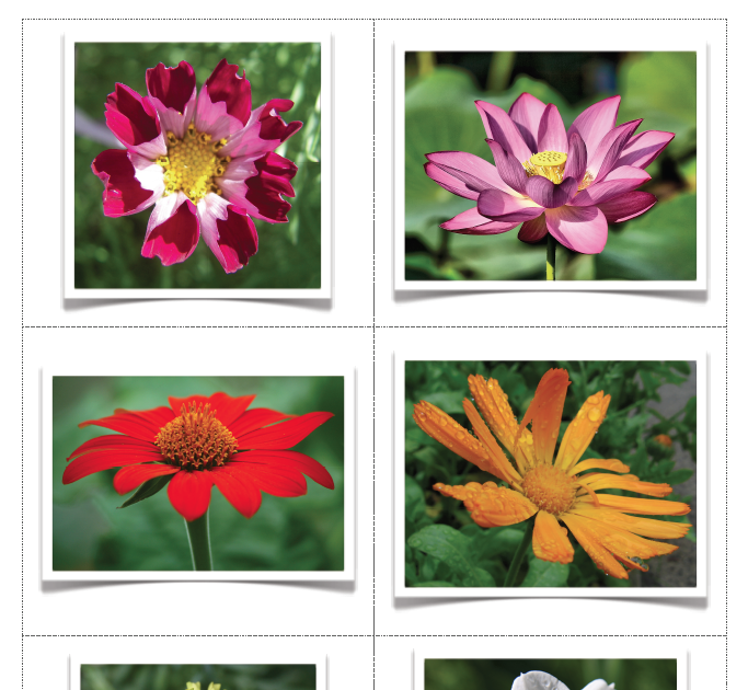 The Helpful Garden: Flower Matching Cards