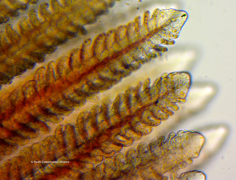 Microscope World Blog Muskie Fish under the Microscope