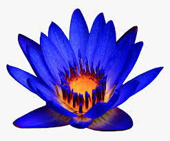 Blue Water Lily Name In Hindi