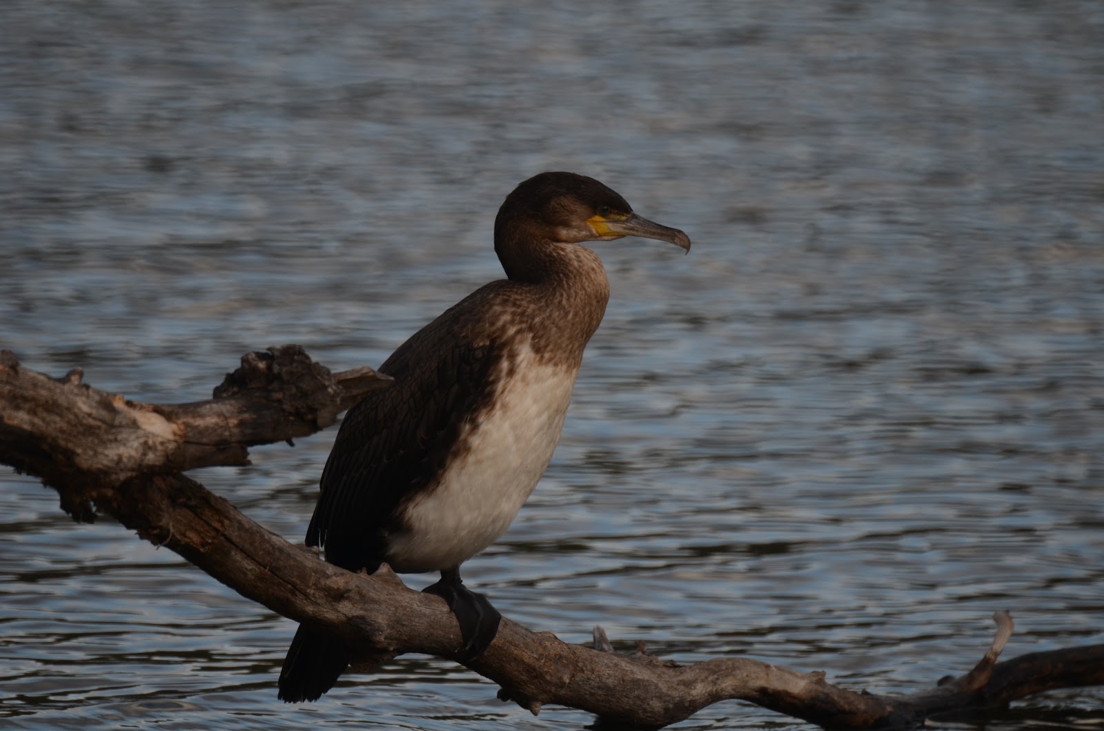 State Birding Great Cormorant and Hoary Redpoll, Vermont, November 2012