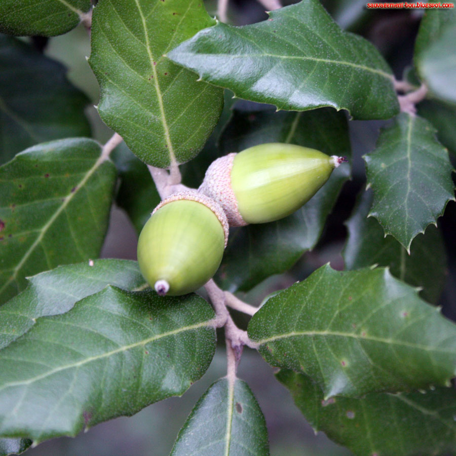 Chêne vert à Glands doux main image 1