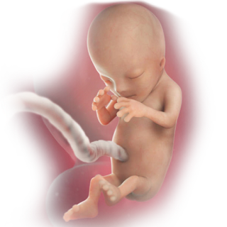 12th month fetus development in womb