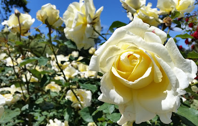 Pale yellow roses