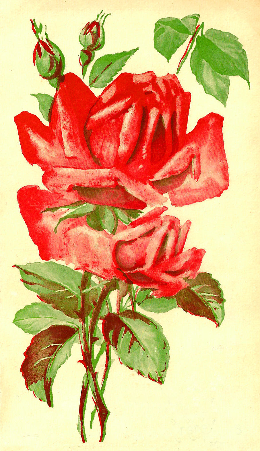 vintage rose clipart - photo #50
