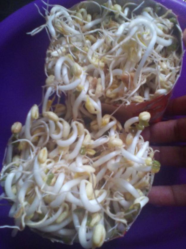 Pembiakkan Toge di Kotak Minuman Bekas | ketikcom