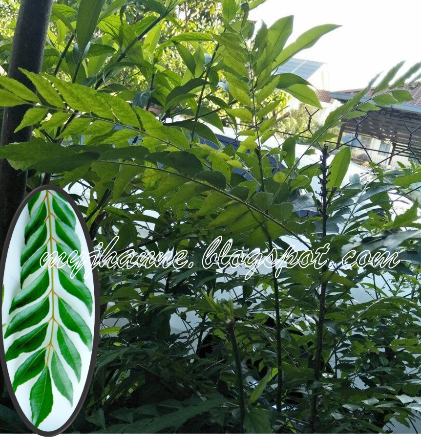 HERBA  POKOK KARI