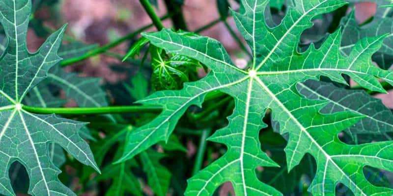 berbagai manfaat daun pepaya sebagai obat anti diabetes