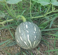 BUKU TANAMAN PENDIDIKAN KHAS: TANAMAN BUAH-BUAHAN DAN TANAMAN MODEN