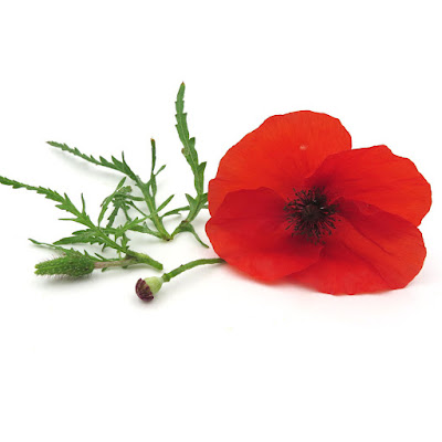 Papavero rosso
