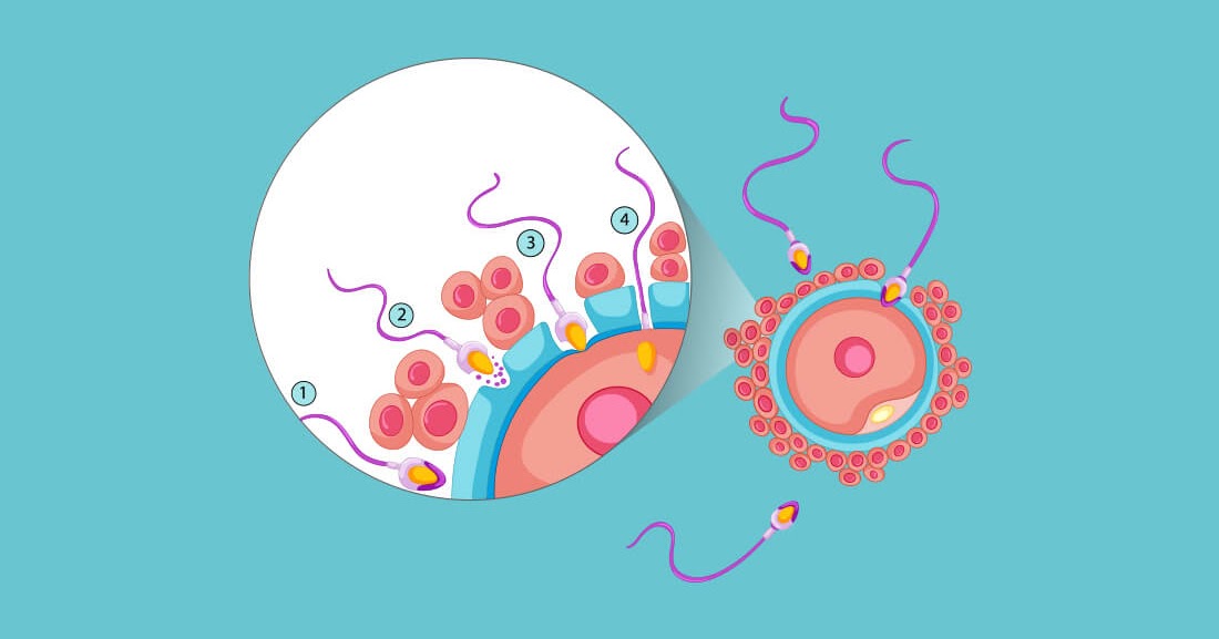 MATERI SISTEM REPRODUKSI KZ INNOVATION