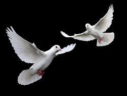 birds flying bird couple dove doves flight wallpapers entertainment nature wings