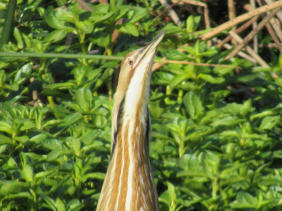 Sacramento National Wildlife Refuge