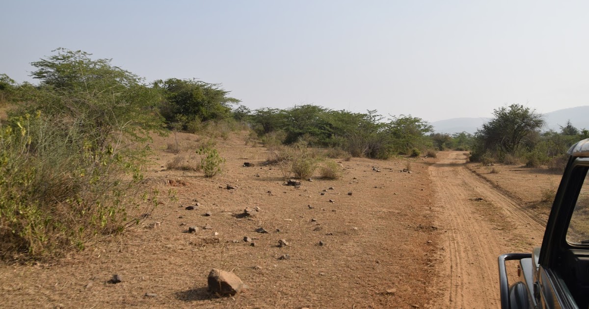 Sariska National Park - The Home of Tigers