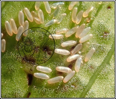 بيض التربس thrips الوصف المورفولوجي ودورة الحياة والمكافحة المتكاملة