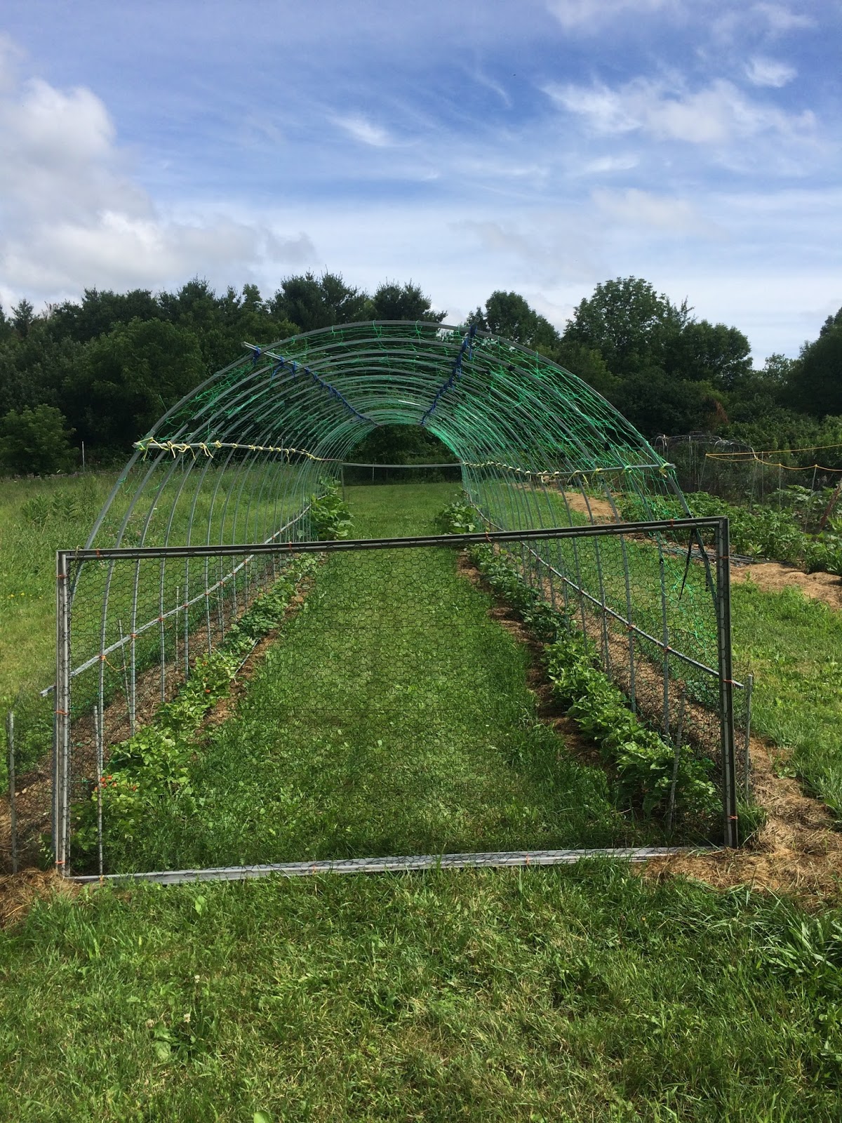 Saving Fossils with Sunlight Bean Tunnel Growing Four Months