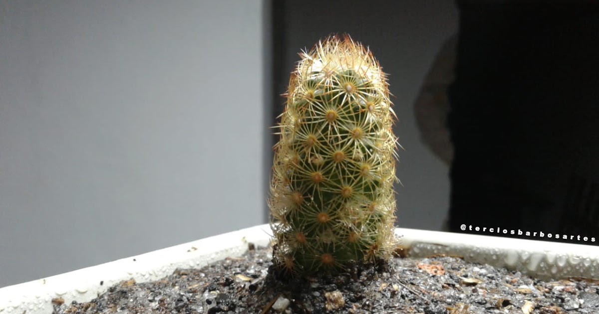 Plantas - Mammilaria Elongata (Dedo-de-Dama)