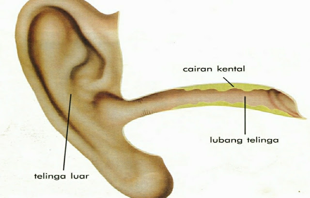 Bagian telinga yang berfungsi menangkap gelombang bunyi adalah